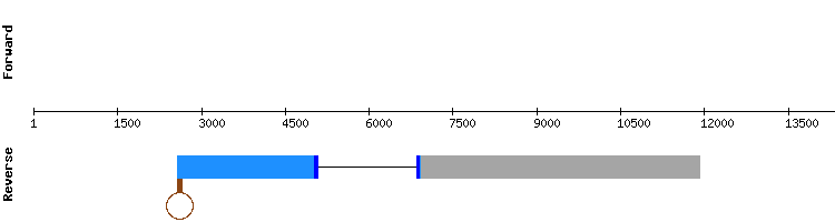 gene structure