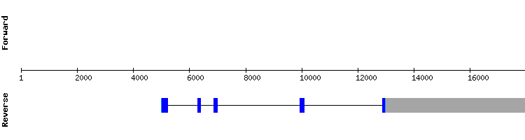 gene structure