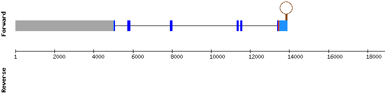 gene structure