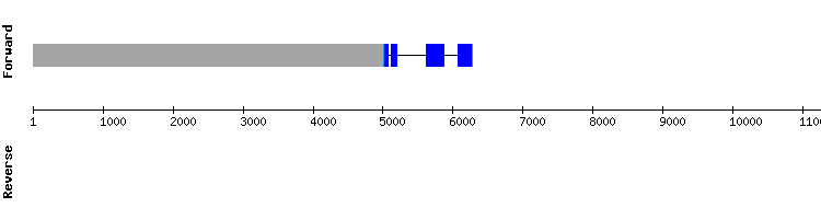 gene structure