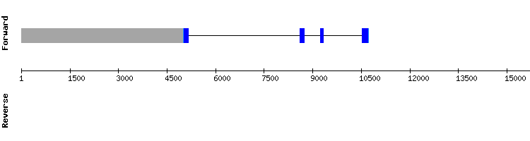gene structure