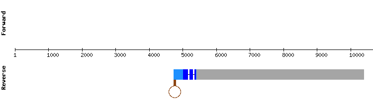 gene structure
