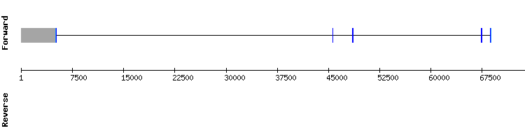 gene structure