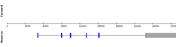 gene structure