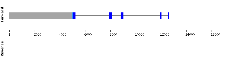gene structure
