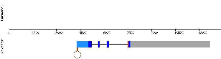 gene structure