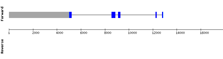 gene structure