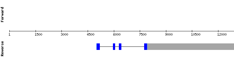 gene structure