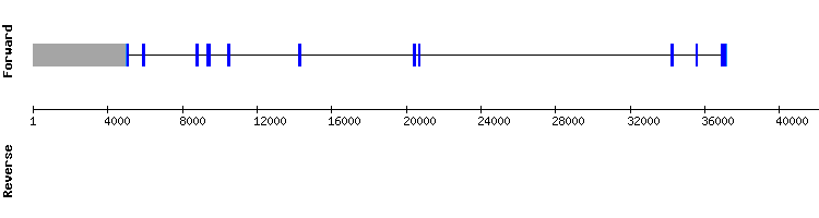 gene structure