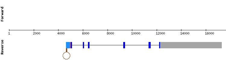gene structure