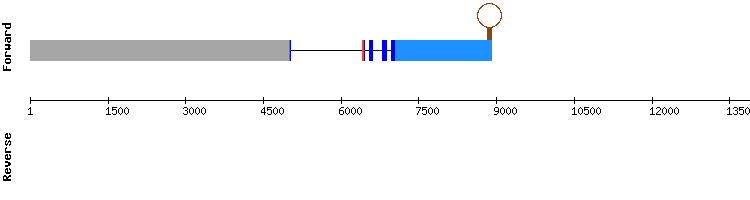 gene structure