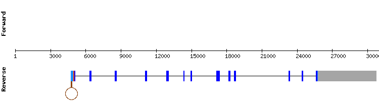 gene structure
