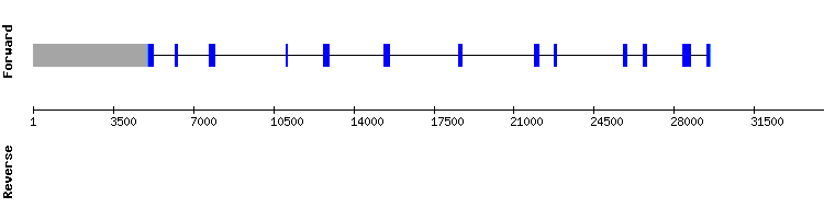 gene structure