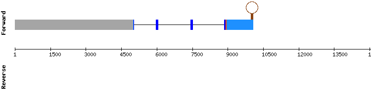 gene structure