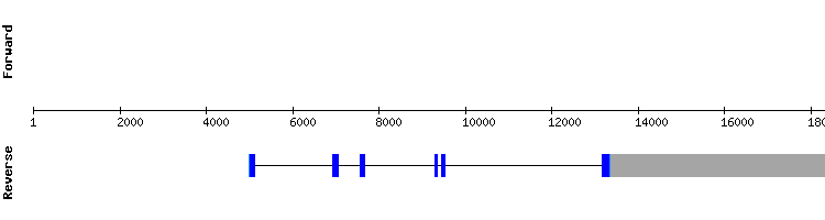 gene structure