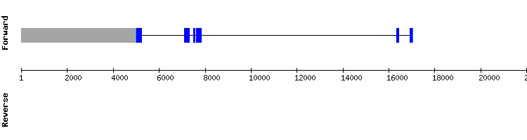 gene structure
