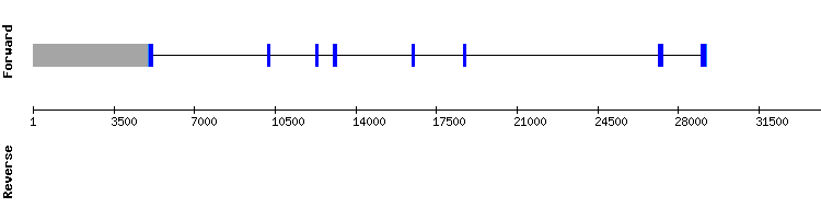 gene structure