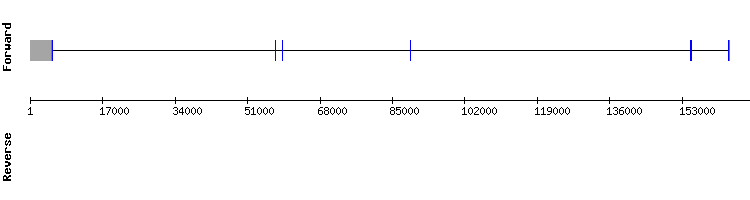 gene structure