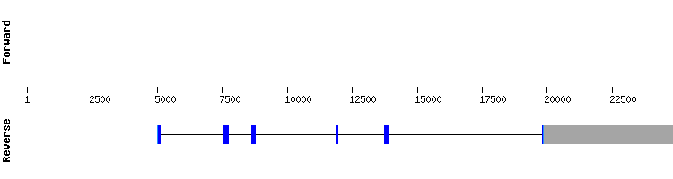 gene structure