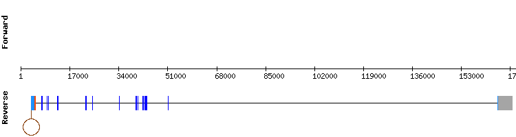 gene structure