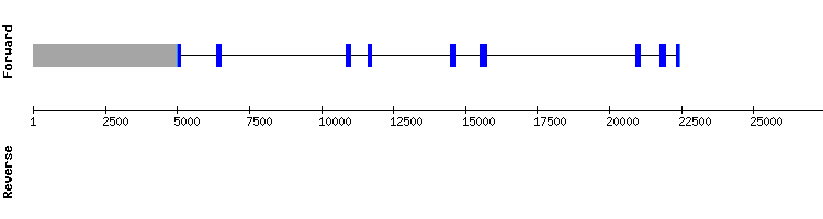 gene structure