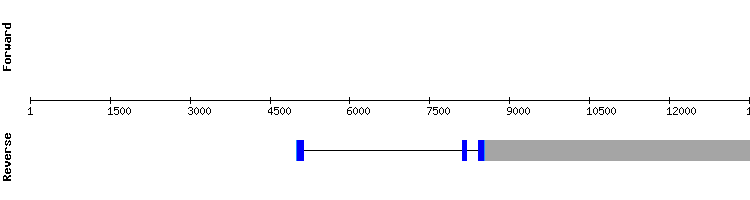 gene structure