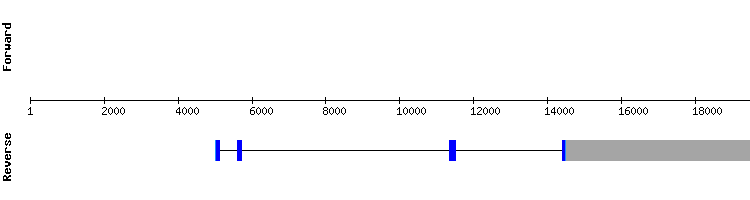 gene structure