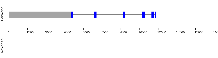 gene structure