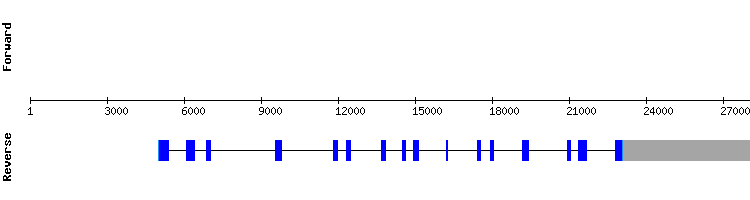 gene structure