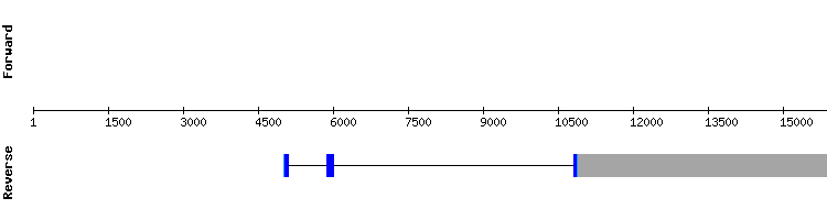 gene structure