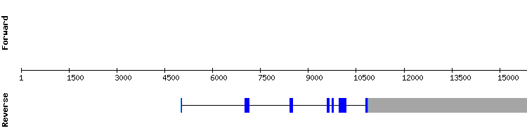 gene structure