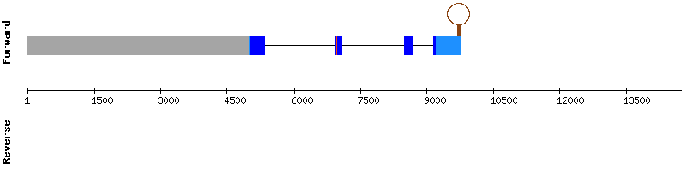 gene structure