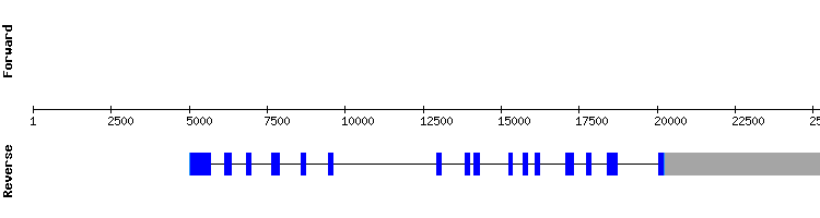 gene structure