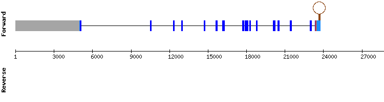 gene structure