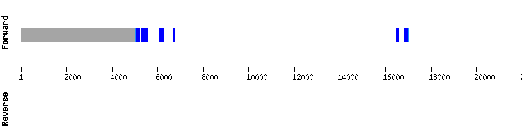gene structure
