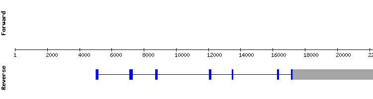 gene structure