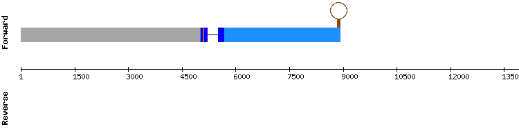 gene structure