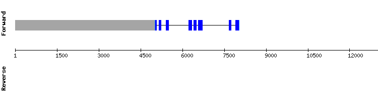 gene structure