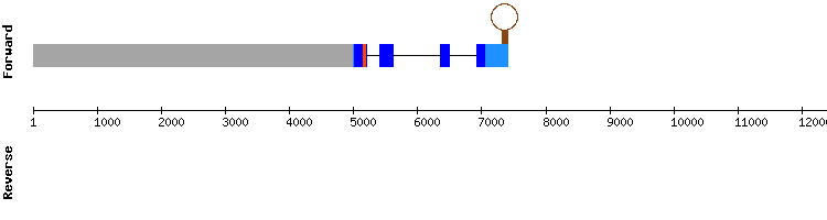 gene structure