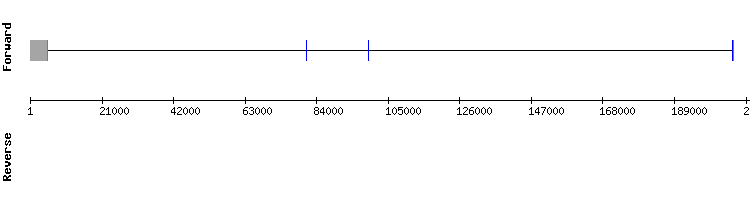 gene structure