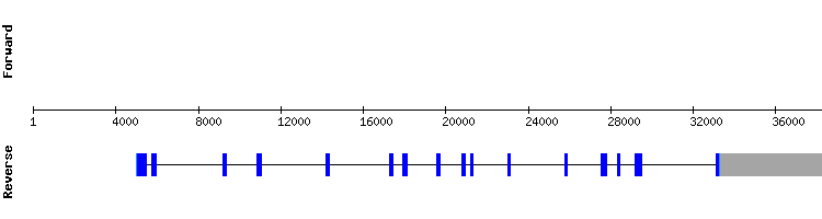 gene structure