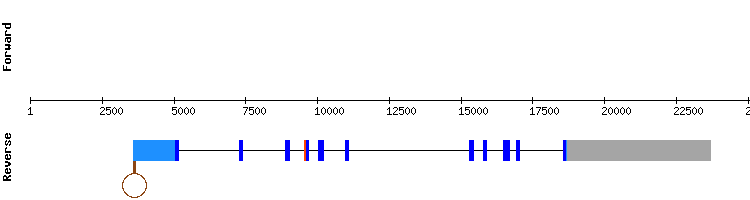 gene structure