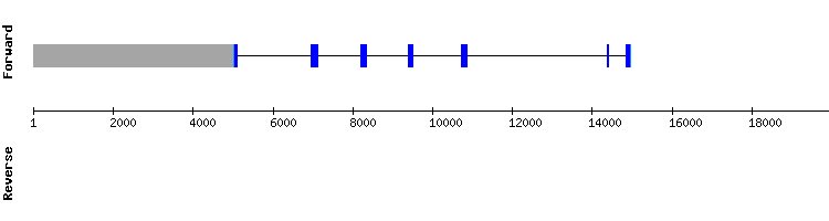 gene structure