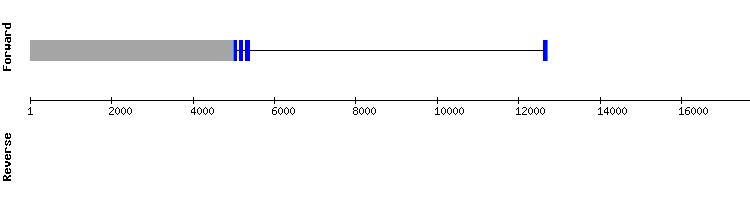 gene structure