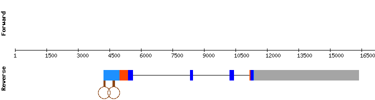 gene structure