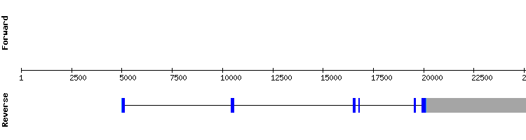 gene structure