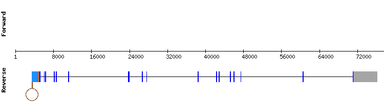 gene structure
