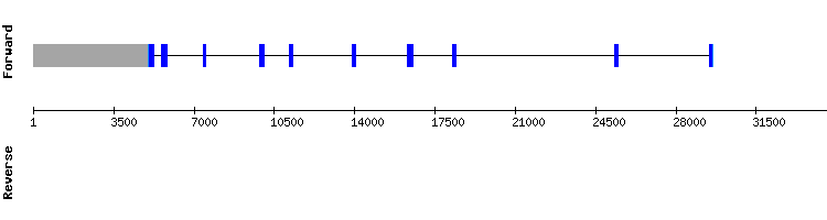 gene structure