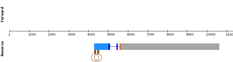 gene structure