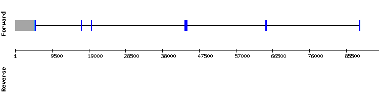 gene structure